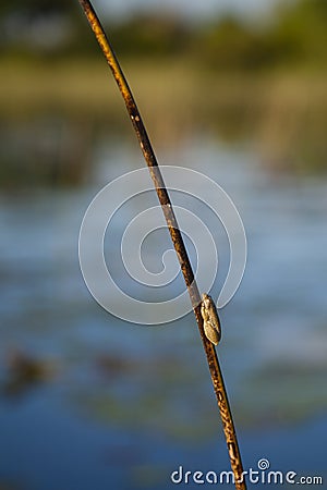 Camouflage: Juvenile Male Painted Reed Frog in Habitat Stock Photo