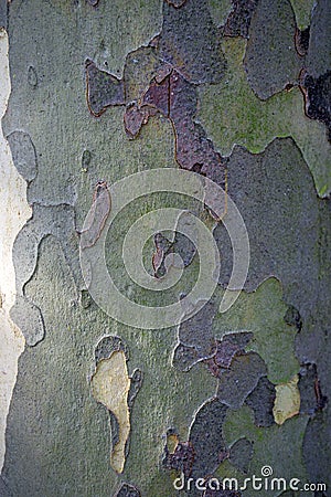 Camouflage Pattern of bark of a platanus tree Stock Photo