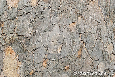 Camouflage pattern like Sycamore Platunus tree bark Stock Photo