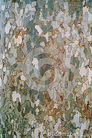 Camouflage spotted sycamore bark texture Stock Photo