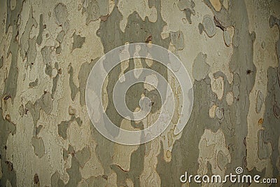 Camouflage texture of bark of tree Stock Photo