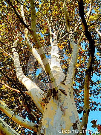 Camouflage tree, colored bark, autumn nature Stock Photo