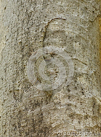 Camouflage of a Tree Gecko Stock Photo
