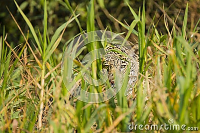 Camouflage: Wild Jaguar Eyes Peering through Tall Grass Stock Photo