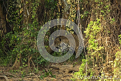 Camouflage: Wild Jaguar Walking through Dense Jungle Stock Photo