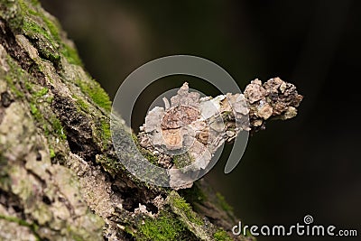 Camouflaged bagworm moth caterpillar on bark of tree Stock Photo