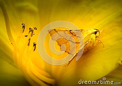 Camouflaged Canary-shouldered Thorn Moth in Daylily Stock Photo