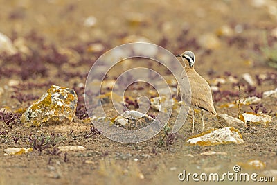 Cream-colored courser (Cursorius cursor) foraging in the arid landscape of Fuerteventura Spain. Stock Photo