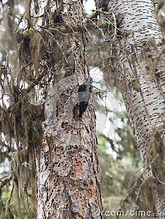 Camouflaged mountain Woodpecker Stock Photo