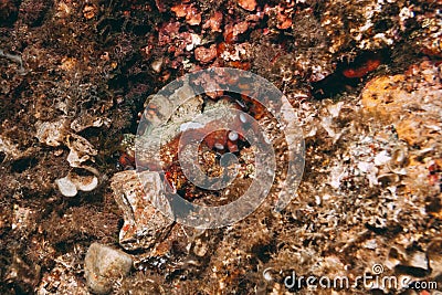 Camouflaged octopus Octopus vulgaris inside its den Stock Photo