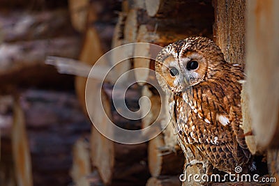 Camouflaged owl. Tawny owl, Strix aluco, perched in wood pile. Portrait of beautiful brown owl in summer forest. Nocturnal bird. Stock Photo