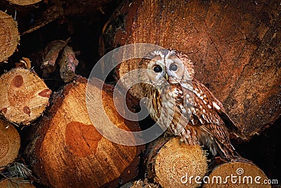 Camouflaged owl. Tawny owl, Strix aluco, perched in wood pile. Portrait of beautiful brown owl in summer forest. Nocturnal bird. Stock Photo