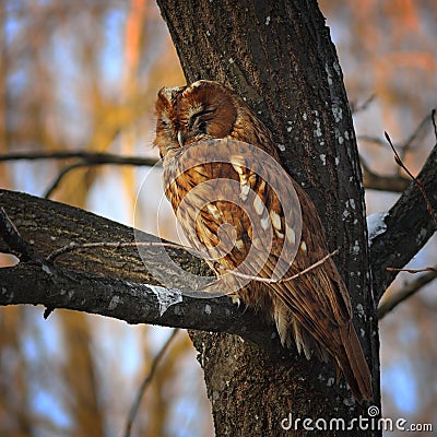 Camouflaged tawny owl Stock Photo