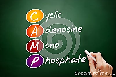 CAMP - Cyclic Adenosine MonoPhosphate acronym, concept on blackboard Stock Photo