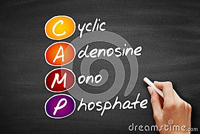 CAMP - Cyclic Adenosine MonoPhosphate acronym, concept on blackboard Stock Photo