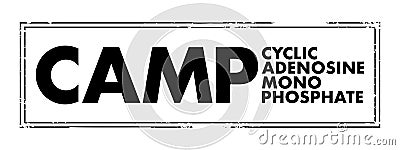CAMP - Cyclic Adenosine MonoPhosphate acronym, medical concept background Stock Photo