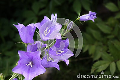 Campanula Stock Photo