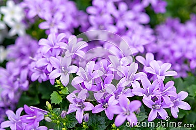 Campanula americana or American bellflower, spring lilac flower for garden and decoration Stock Photo