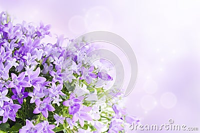 Campanula background Stock Photo