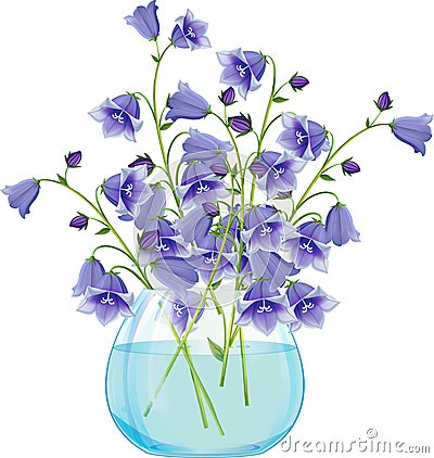 Campanula bell flowers in glass vase. Vector Illustration