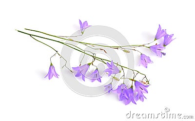 Campanula, bellflower, bell-shaped flowers or Stock Photo