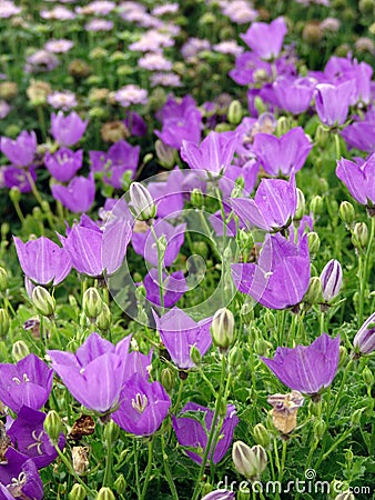 Campanula, bellflower perennial plants Stock Photo