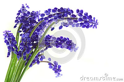 Campanula bluebell Flower Stock Photo