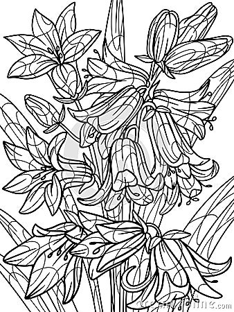 Campanula, bluebell flower, plant. Flower outline. PagCampanula, bluebell flower, plant. Home plant with large leaves Cartoon Illustration