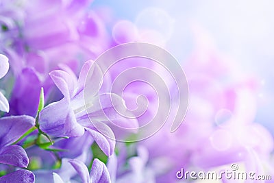 Campanula bouquet Stock Photo