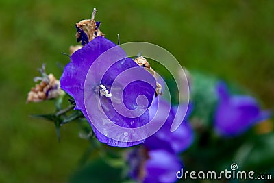 Campanula carpatica `Blaue Clips` Stock Photo