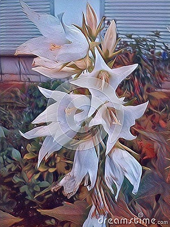 Campanula Carpatica blooms in the summer in the garden. Many white Carpathian bells. Beautiful floral background with white Stock Photo