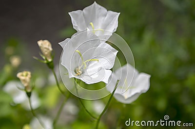 Campanula carpatica small white bell flowers in bloom Stock Photo