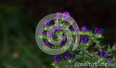 Campanula cervicaria violet flower in a dark background Stock Photo