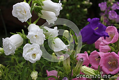 Campanula champion, Canterbury Bells, or Bellflower in the spring or summer garden. Stock Photo