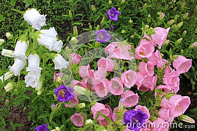 Campanula champion, Canterbury Bells, or Bellflower in the spring or summer garden. Stock Photo