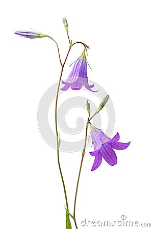 Campanula closeup Stock Photo