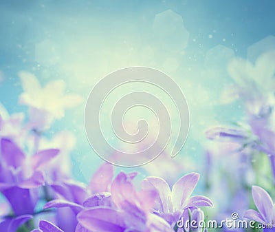 Campanula floral background Stock Photo