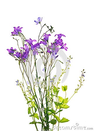 Campanula flowers Stock Photo