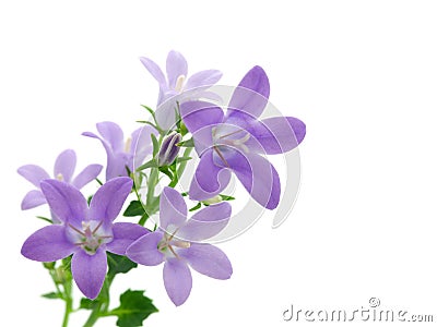 Campanula flowers Stock Photo