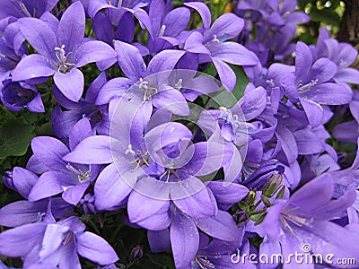 Campanula flowers Stock Photo