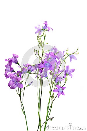 Campanula flowers Stock Photo