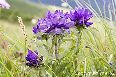 Campanula glomerata, clustered bellflower, Dane`s blood bell flowers in bloom Stock Photo