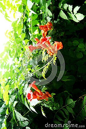 Campanula grandis in full bloom Stock Photo