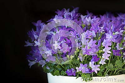 Campanula isophylla, bellflower, decorative flowers in a pot, dark background Stock Photo