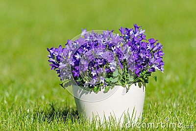 Campanula isophylla, bellflowers in a pot on the grass Stock Photo