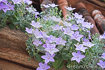 Campanula isophylla, Platycodon grandiflorus Stock Photo