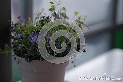 Campanula isophylla, Violet bellflowers in a pot on a table near window Stock Photo