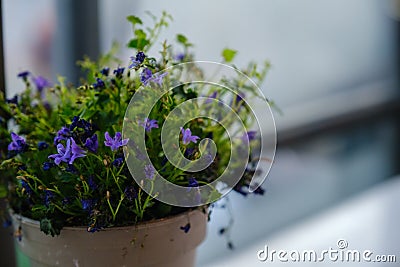 Campanula isophylla, Violet bellflowers in a pot on a table near window Stock Photo