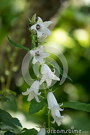 Campanula latifolia alba giant bellflower white plant vertcial Stock Photo