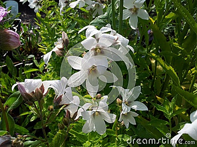 Campanula persicifolia Stock Photo